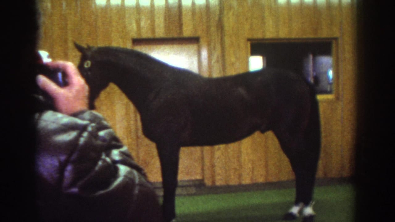 Watkins Glen 1976 home-movie frame showing a black horse indoors as a man in a leather jacket photographs it near wood paneling.