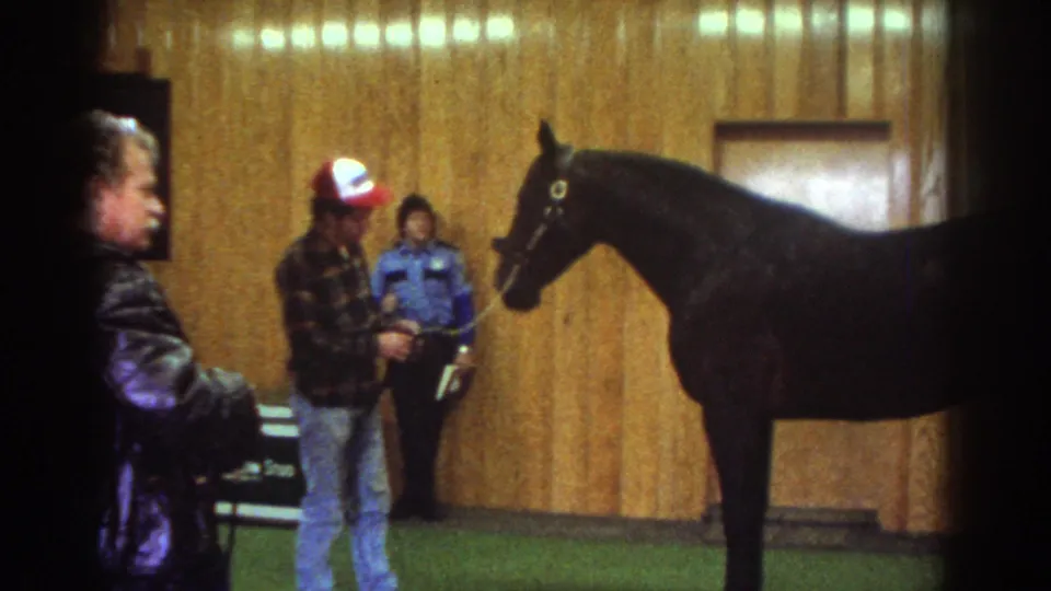 Watkins Glen 1976 home-movie frame showing a black horse facing its handler while adults stand in a wood-paneled indoor room.