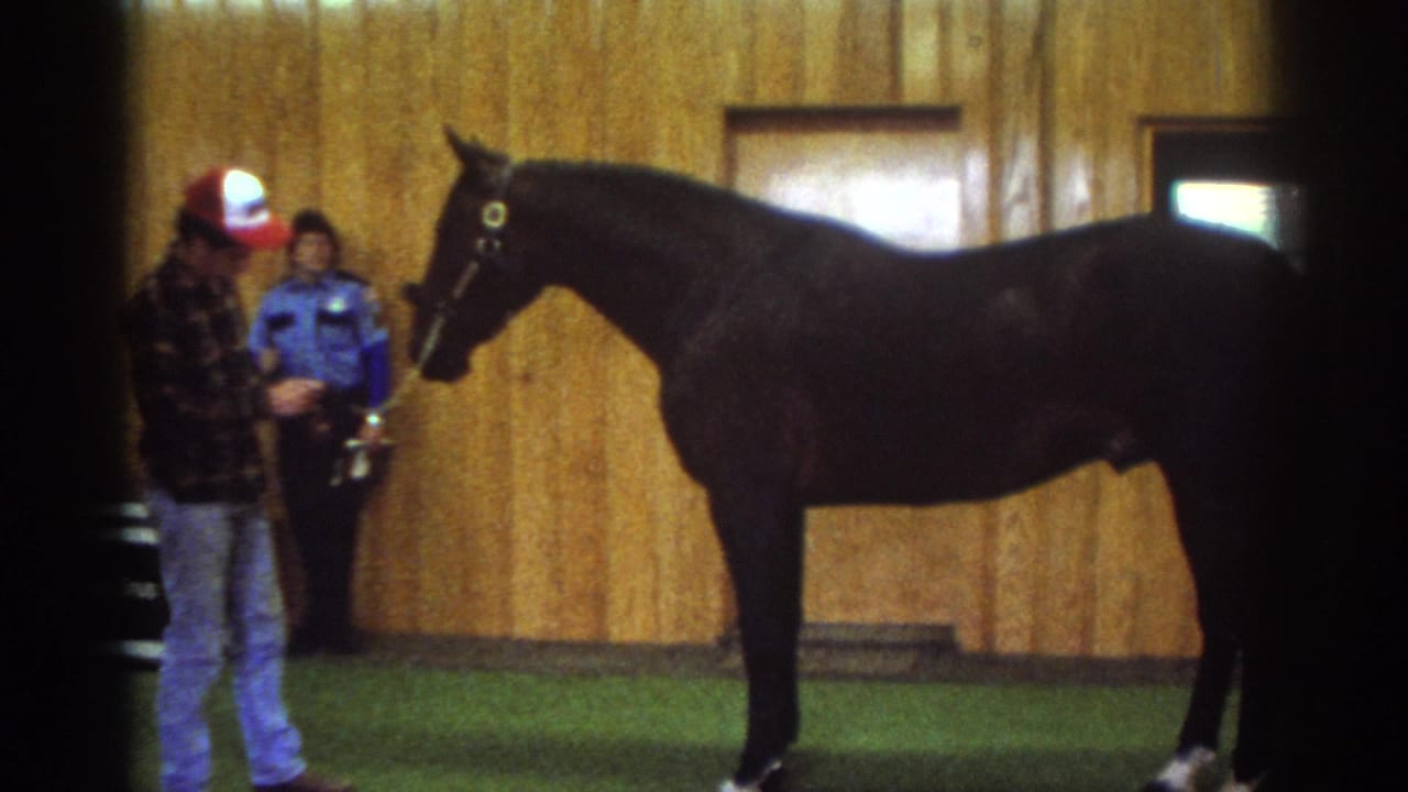 1976 Watkins Glen home-movie frame showing a black haltered horse indoors with a handler in a red and white cap and staff nearby.
