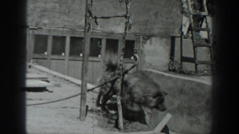 1937 California frame showing a dark animal near wooden rails outside a rustic building, with windows and a ladder visible at the side.