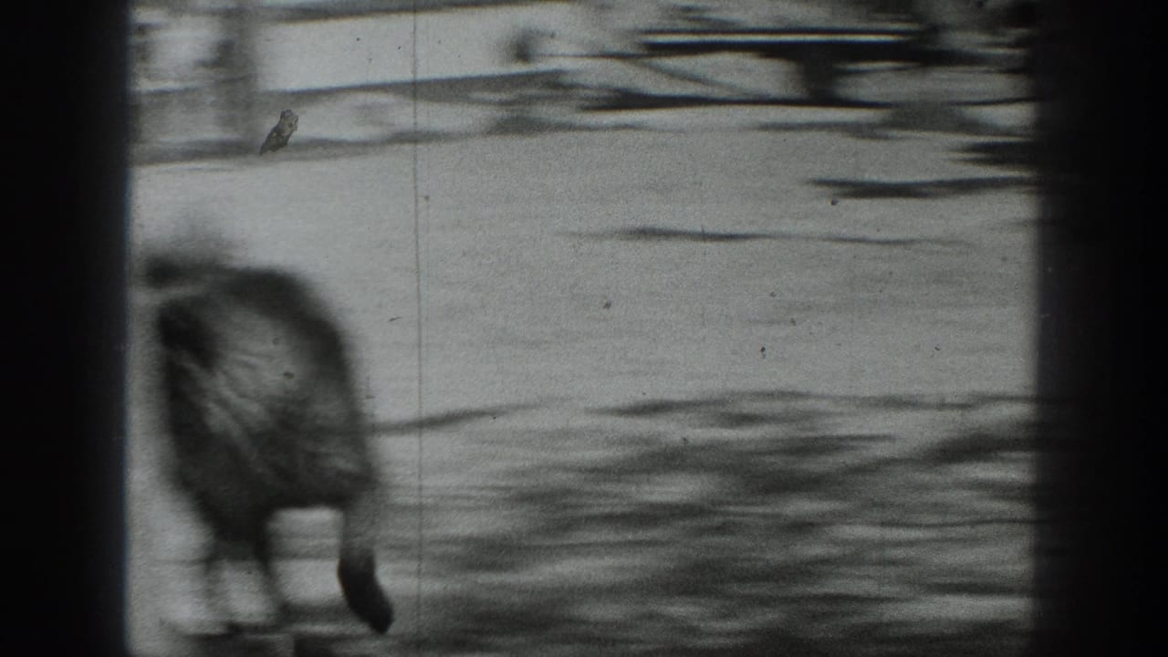Soft, blurred 1937 California 8mm frame with an animal moving near a rural road and strong gate-edge borders.