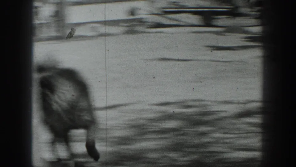 Soft, blurred 1937 California 8mm frame with an animal moving near a rural road and strong gate-edge borders.