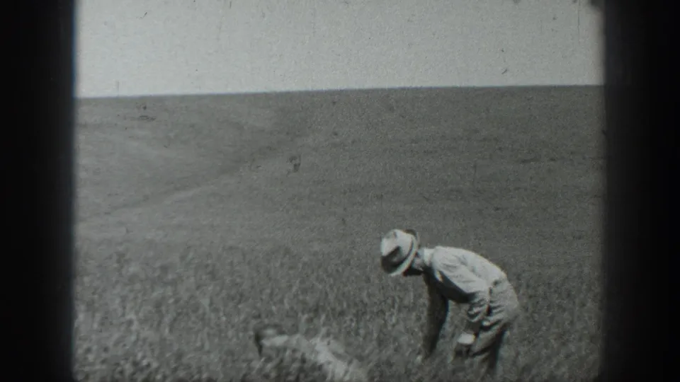 1937 California home-movie frame showing a man in light clothing and a hat bending among tall grain in an open field.