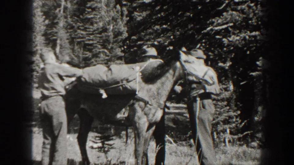 Three adult men appear to manage a loaded mule in wooded California terrain in this 1938 home-movie frame.
