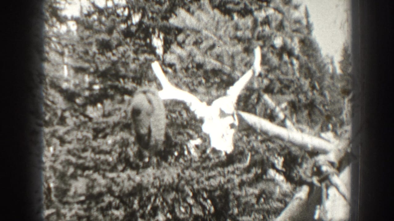 Deer skull with antlers rests among branches in a forest.