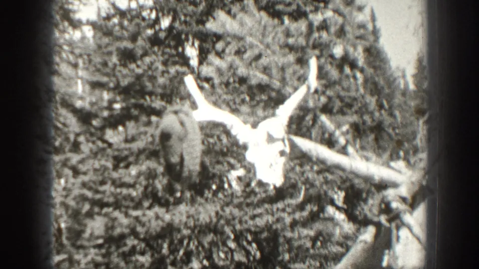 1938 California 8mm frame showing a deer skull with antlers lying among branches and leafy forest vegetation.