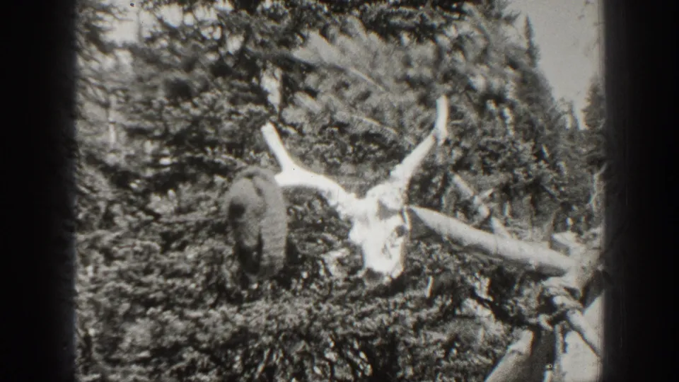 Close 1938 California 8mm view of a deer skull and antlers set in dense brush, with tree growth around it.