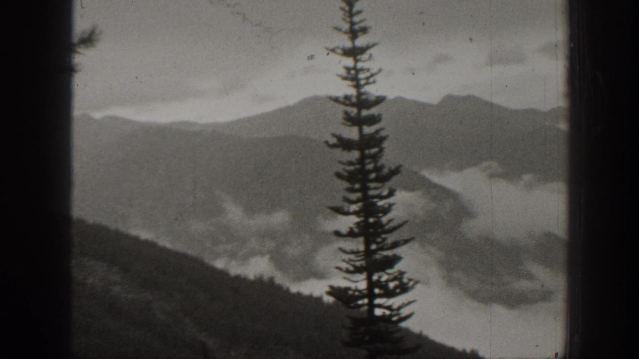 Mountain range with low clouds and a tall pine silhouette in the foreground.