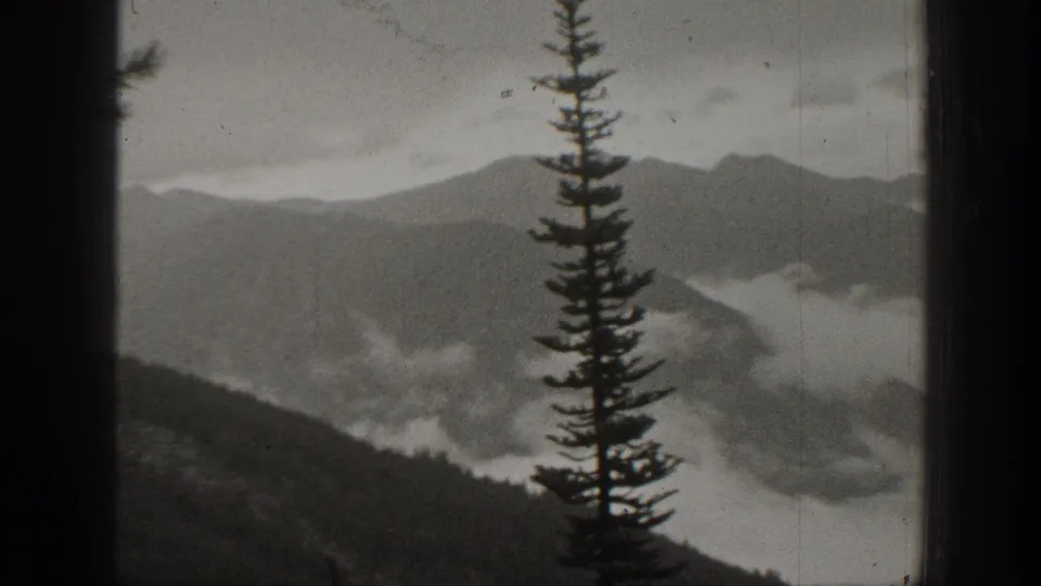 1938 California mountain view with mist pooled between ridges and a tall conifer silhouette near the right side of the frame.