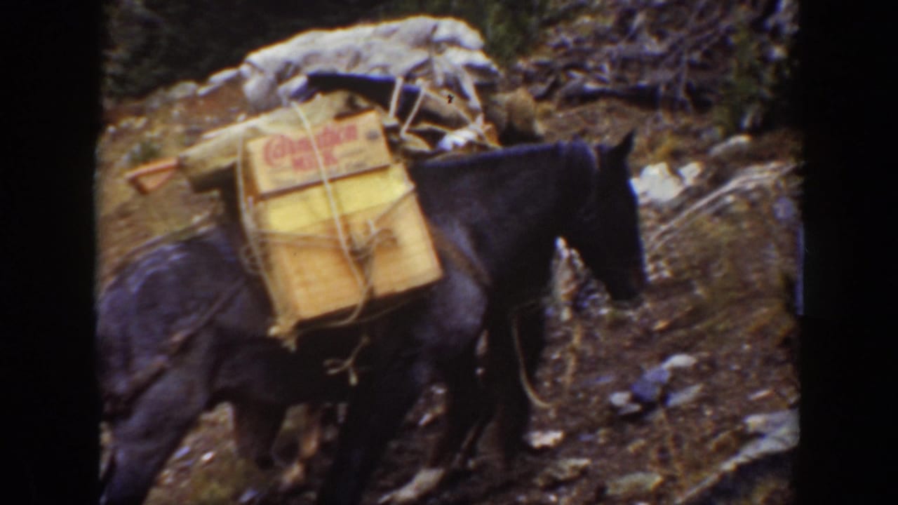 A dark pack horse carries wooden crates and bundled gear along rocky forest ground.
