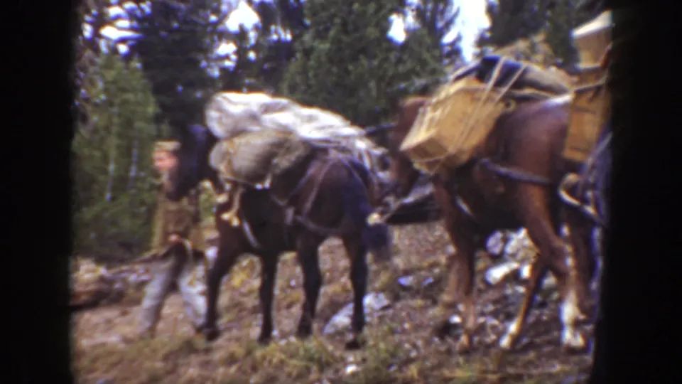 Pack horses carrying sacks and crates move through a California forest trail in 1938 home-movie footage.