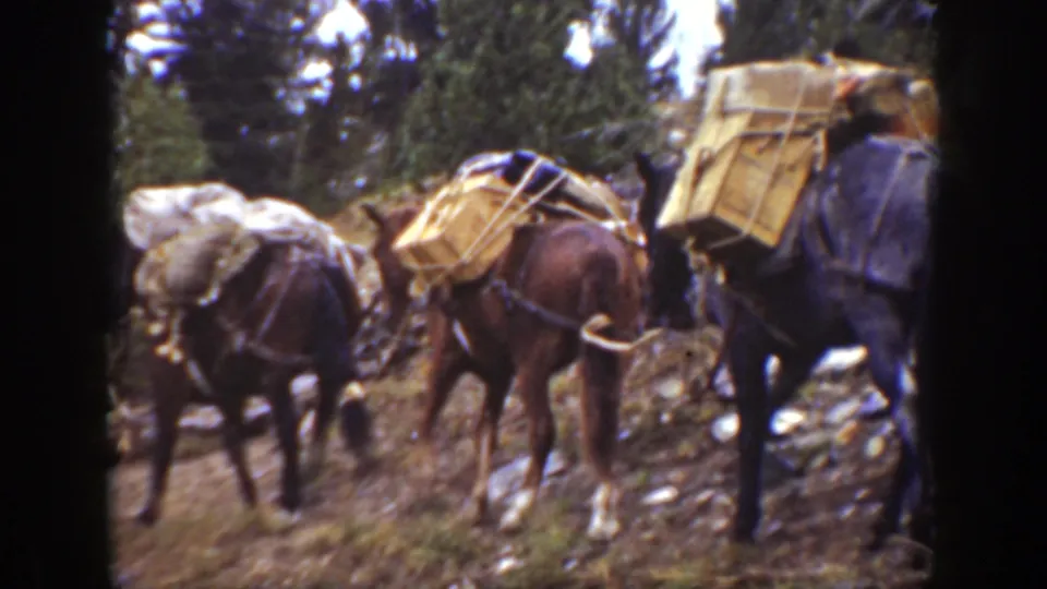 Three pack horses with crates and covered bundles occupy a rocky forest trail in 1938 California footage.