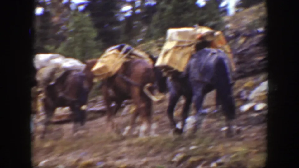 Loaded pack horses move away from the camera on a rocky California forest trail in 1938 home-movie footage.