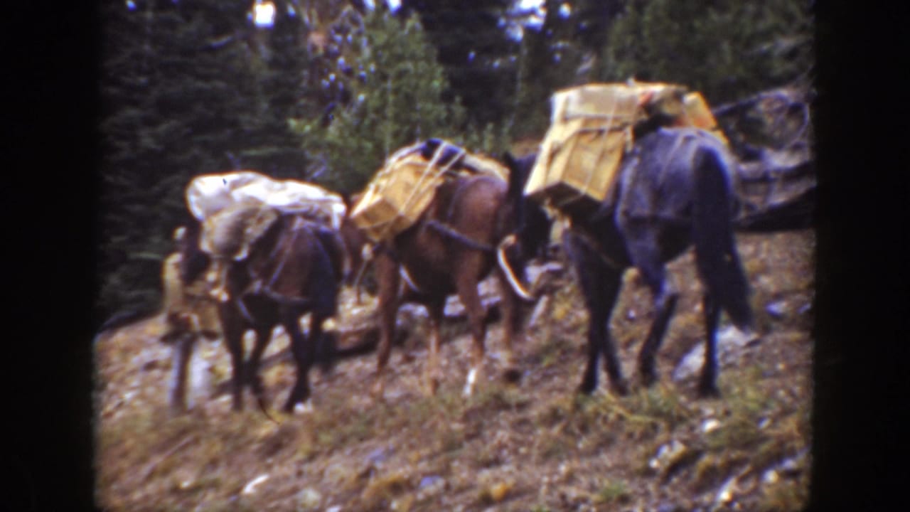 Three loaded horses on a rocky forest trail.