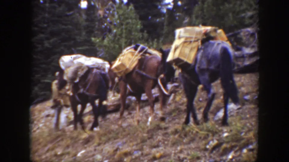 1938 California home-movie frame showing three pack horses carrying bundles along a rocky forest trail.