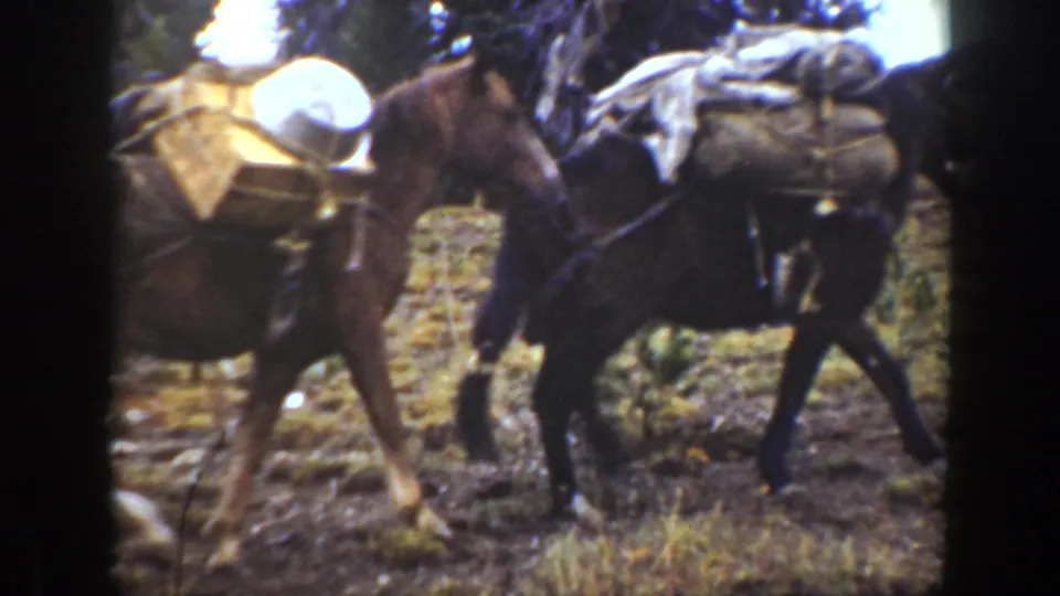 1938 California home-movie frame showing pack mules carrying supplies along a wooded hillside trail, with a handler partly visible.