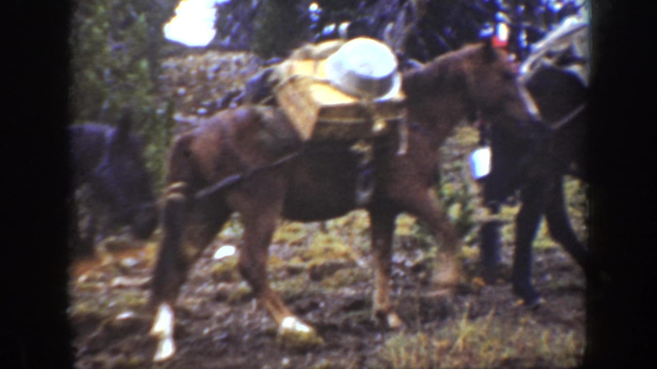 1938 California 8mm frame showing loaded horses with crates on a grassy forest hillside and a man partly visible nearby.