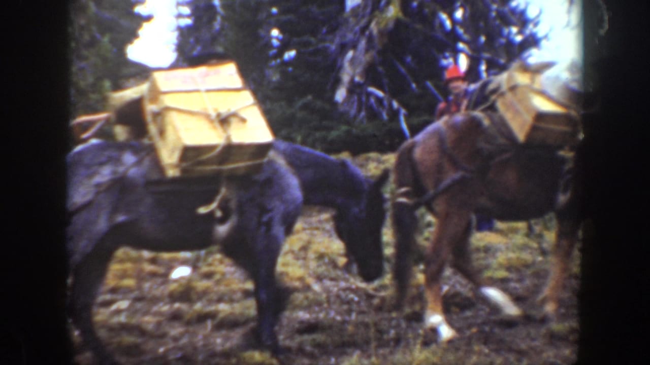 Dark horse carries wooden crates while another loaded horse stands nearby among trees.
