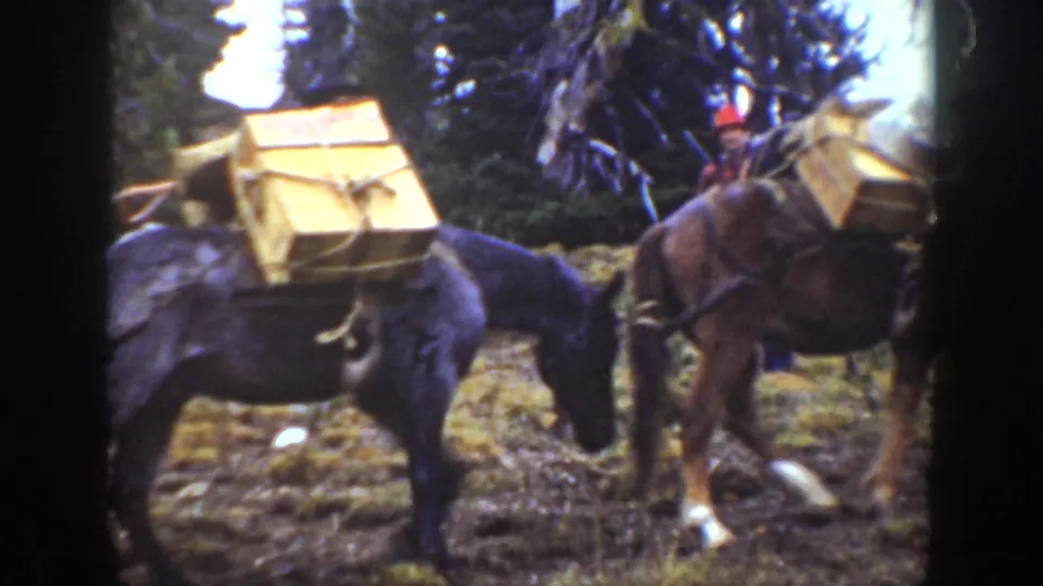 1938 California home-movie frame with a dark pack horse carrying wooden crates beside another loaded horse in wooded terrain.