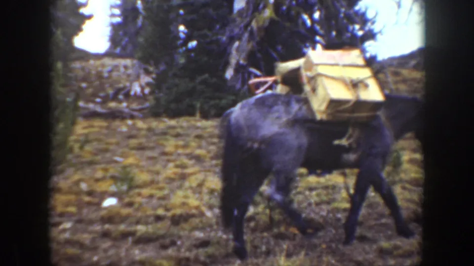 1938 California 8mm frame showing a dark pack horse carrying wooden crates across uneven grass below pine trees.