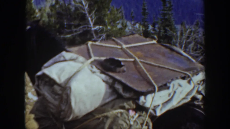 1938 California home-movie frame showing a loaded pack animal with rope-secured canvas supplies along a wooded mountain route.