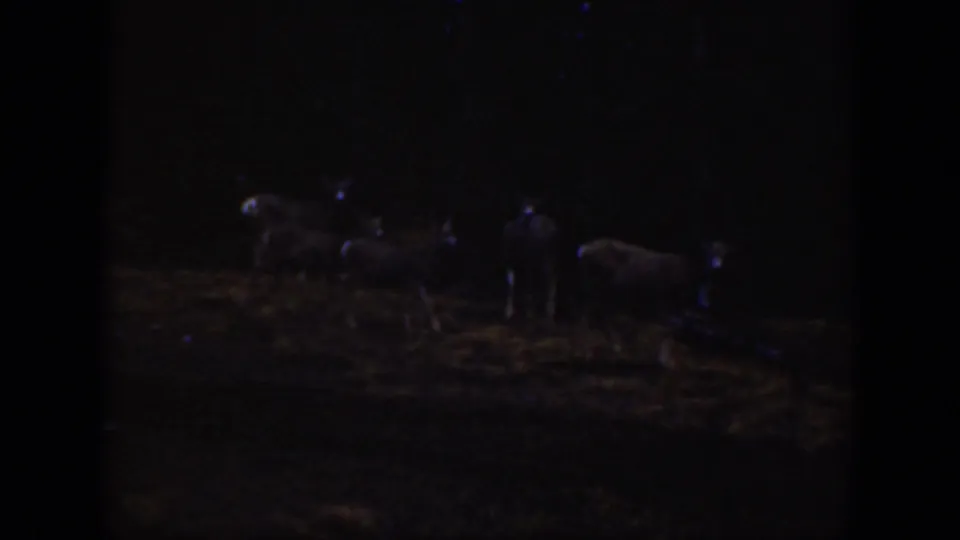 Very dark 1938 home-movie frame showing several deer or similar wildlife in a forest clearing at night or low light.