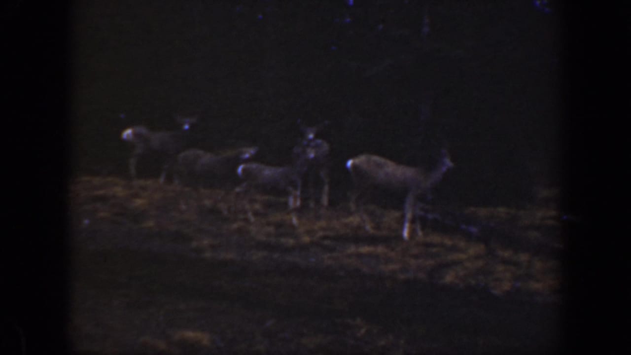 Several deer stand in a dim grassy clearing in archival 8mm footage identified as California, 1938.