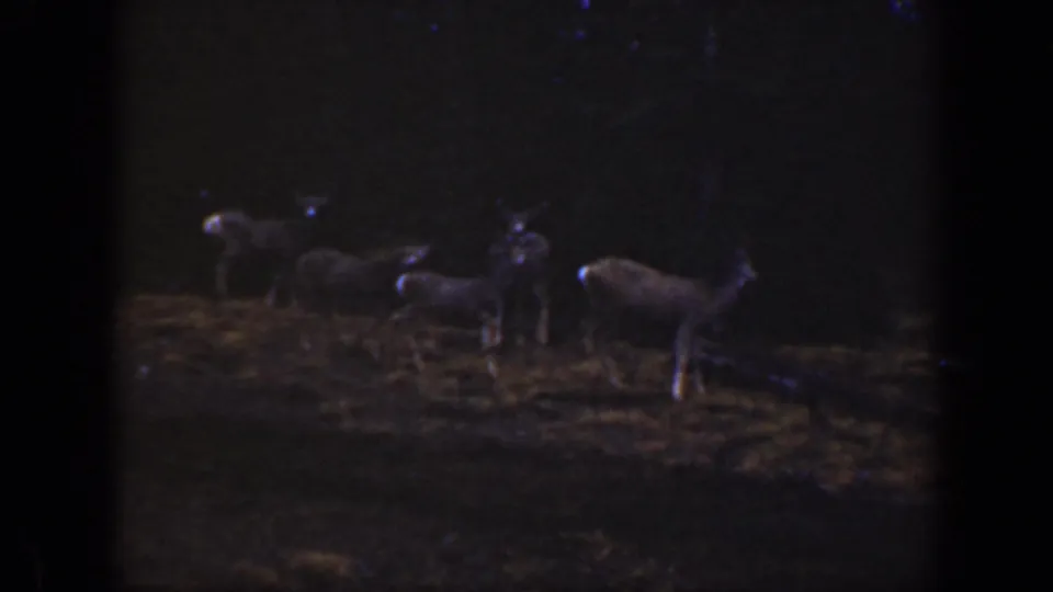 Several deer stand in a dim grassy clearing in archival 8mm footage identified as California, 1938.