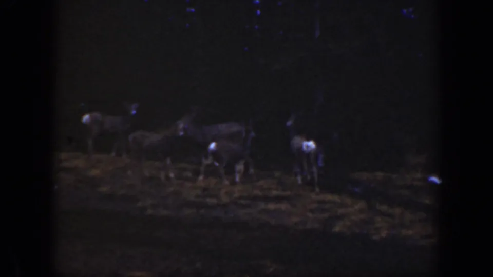 A small group of deer remains alert in a dark California clearing, seen in grainy 1938 8mm home-movie footage.