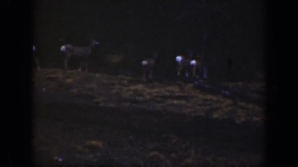Deer appear spread across a low-lit grassy clearing in archival footage identified as California, 1938.
