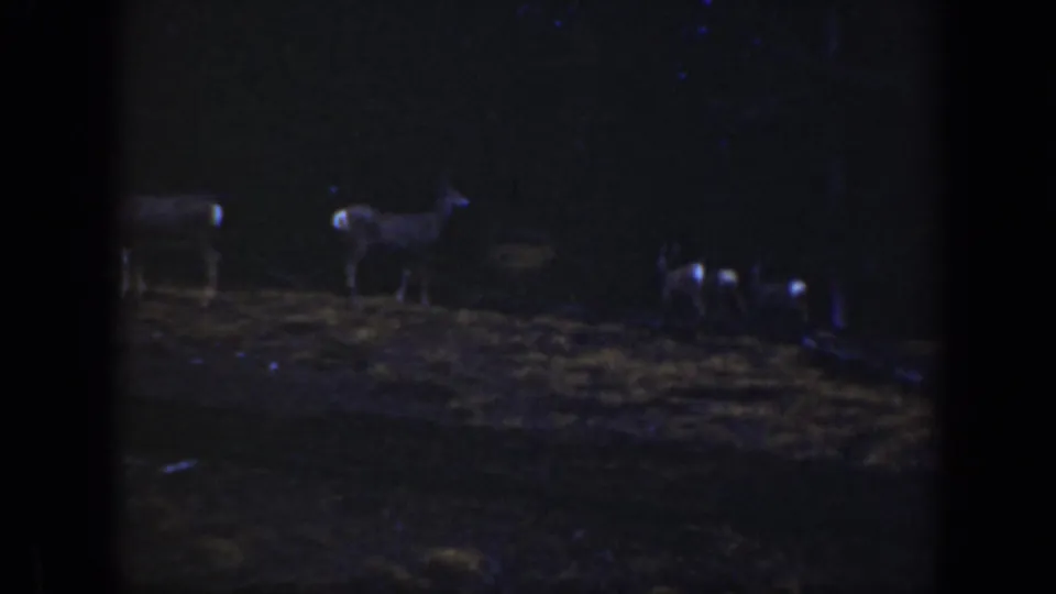 Several deer stand in a shadowed clearing, their pale tail areas catching the light in 1938 California 8mm footage.