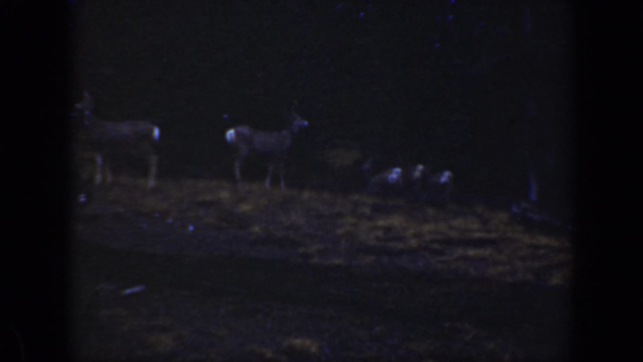 Two small deer stand in a dark wooded clearing.
