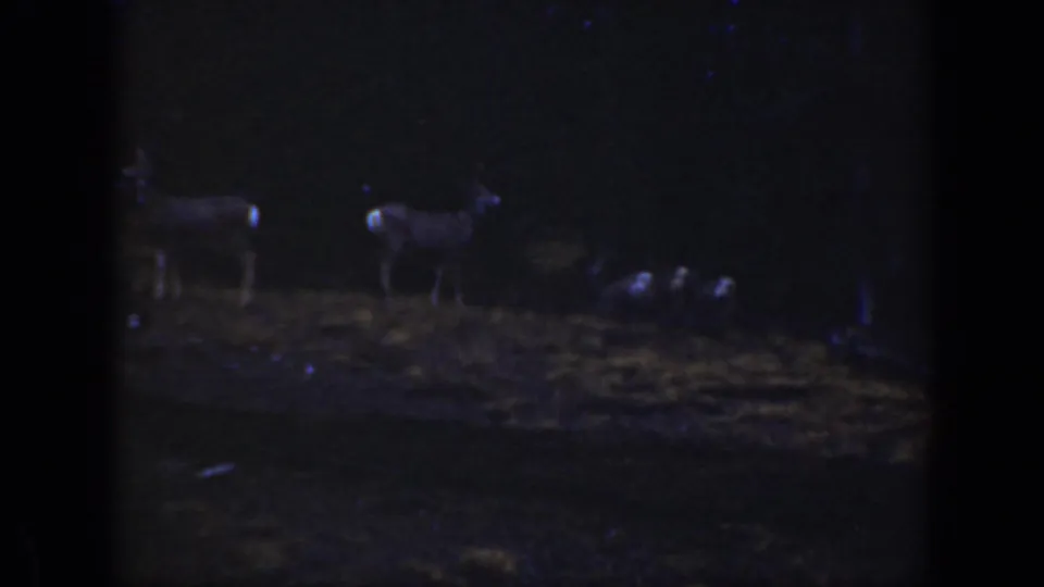 Two small deer appear in a dim California forest clearing in 1938 home-movie footage, partly obscured by darkness and grain.
