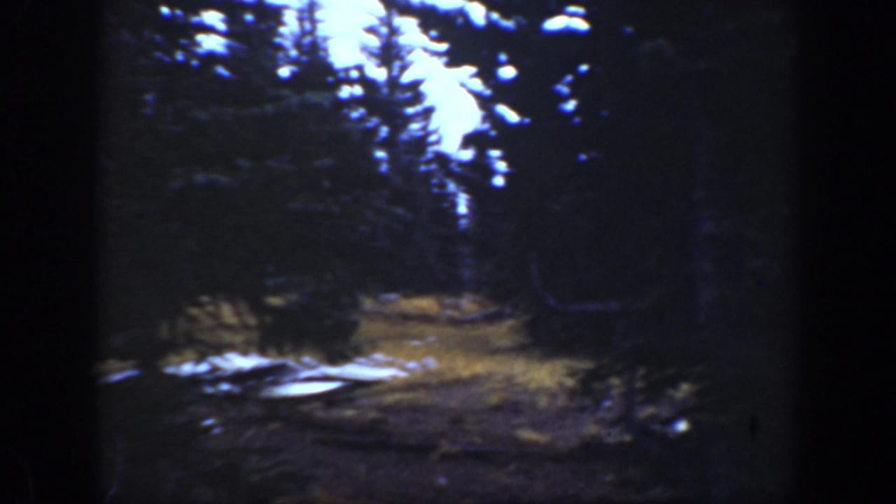 A dark forest clearing with pale ground patches and trees.