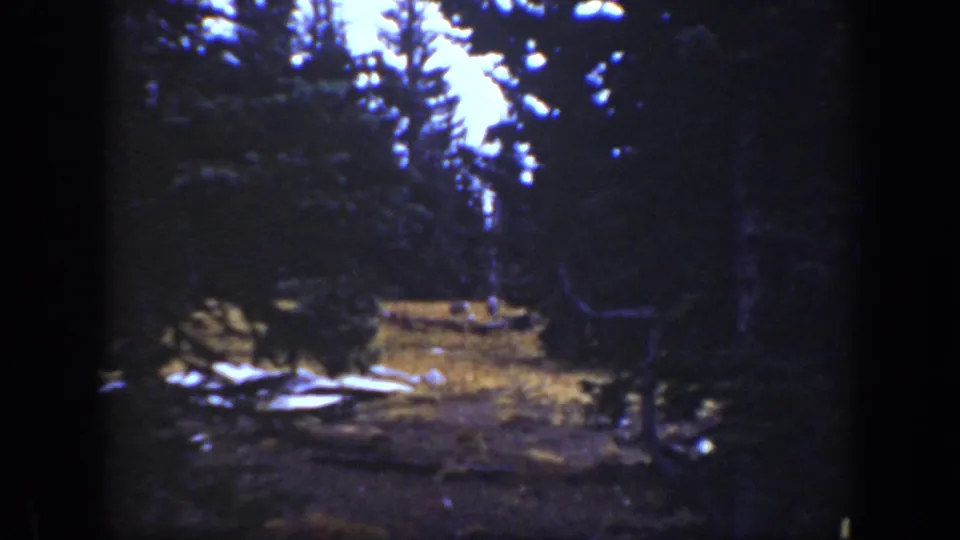 The handheld 8mm view shows a dark California forest clearing, with tree silhouettes and pale patches on the ground.