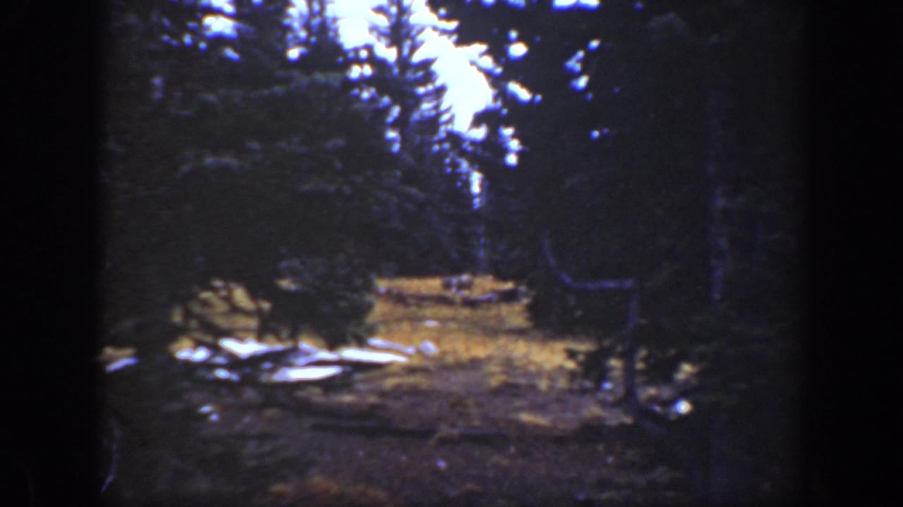 Turkey in a shaded forest clearing with evergreen trees and bright patches on the ground.