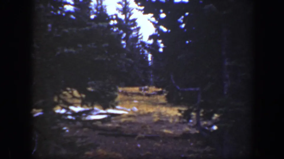 1938 California 8mm frame showing a turkey moving through a dim forest clearing beneath tall evergreen trees.