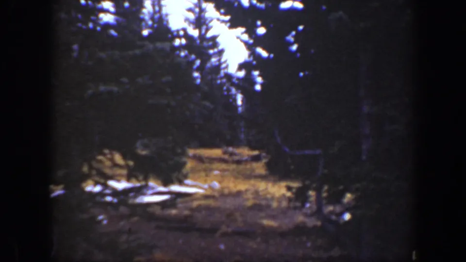 The turkey continues through the California forest clearing in soft, grainy 8mm home-movie footage from 1938.