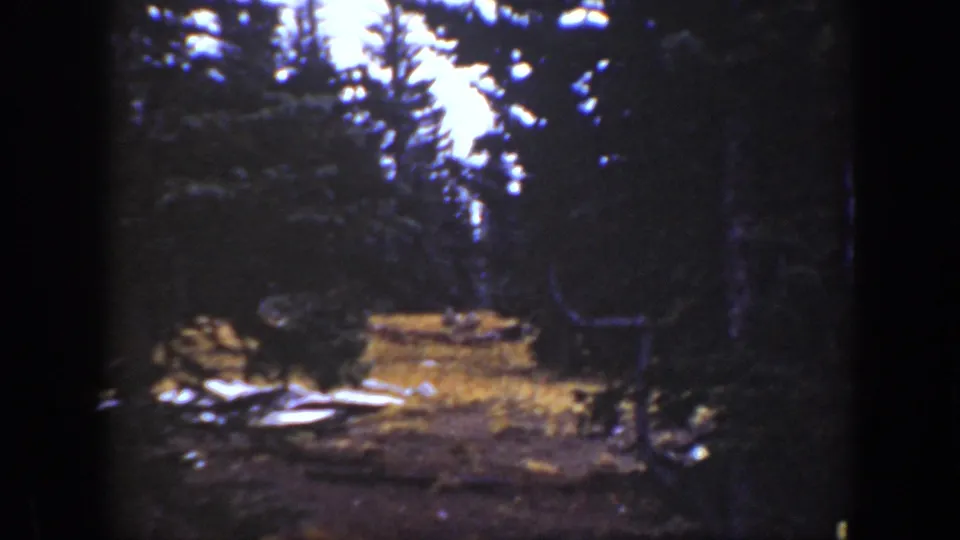 Grainy 1938 California 8mm frame with a turkey near a forest clearing, seen through dark tree shadows.