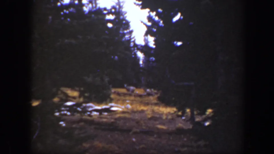 Final 1938 California 8mm frame showing the turkey partly obscured in a dim evergreen forest clearing.