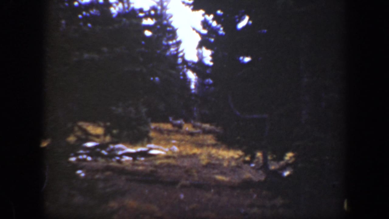 Dark conifer forest clearing with a sunlit patch and small indistinct animals near the ground.