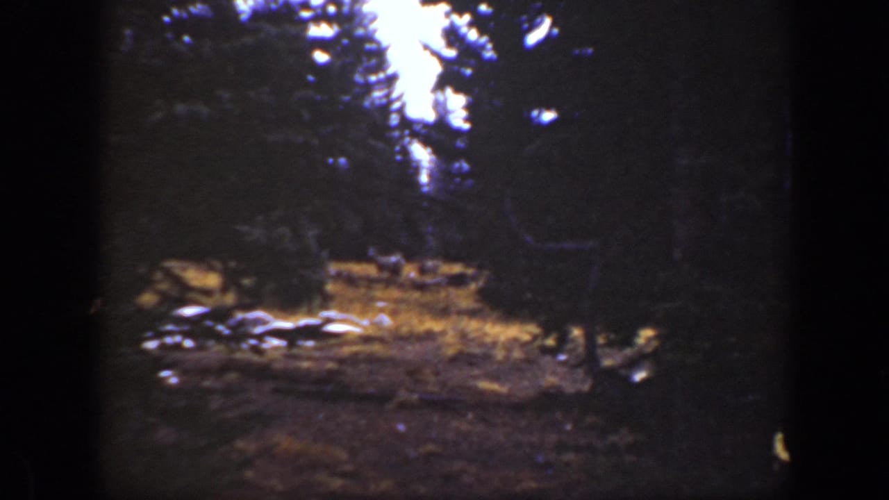 Forest clearing with dark trees, bright ground cover, and small animals barely visible in the distance.