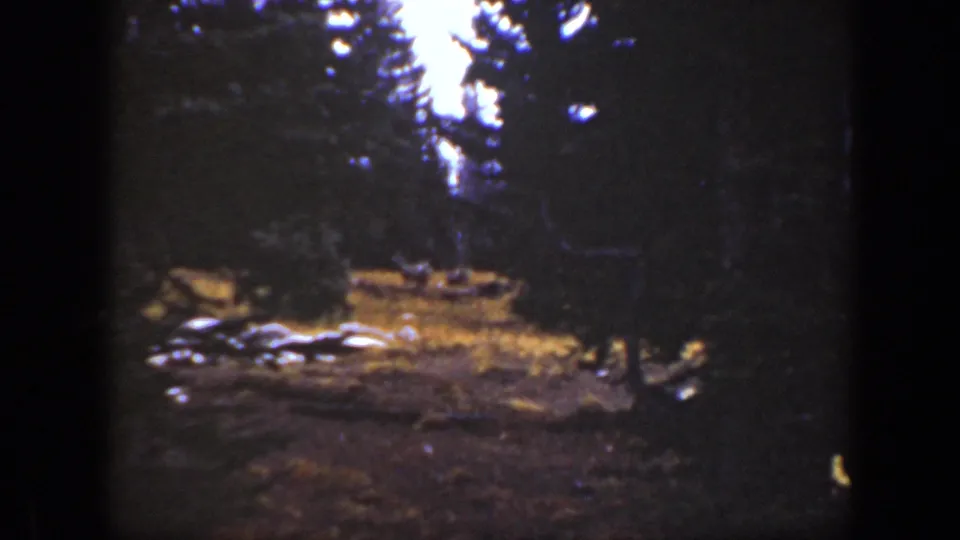 1938 California 8mm still showing a grainy forest opening, bright ground patches, and distant indistinct animals in the clearing.