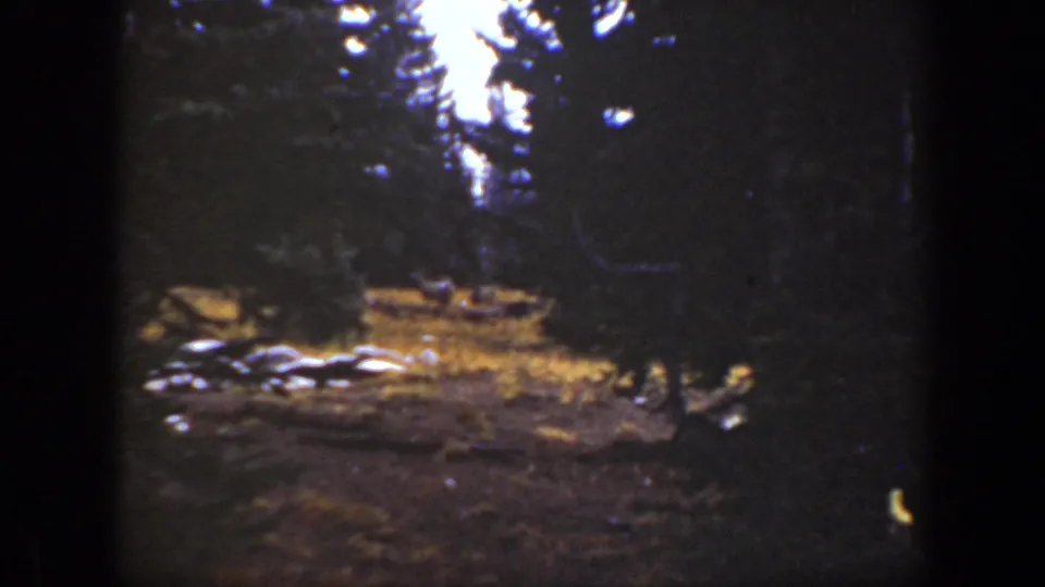 1938 California home-movie frame with dark conifers around a clearing and small indistinct animals visible near the sunlit ground.