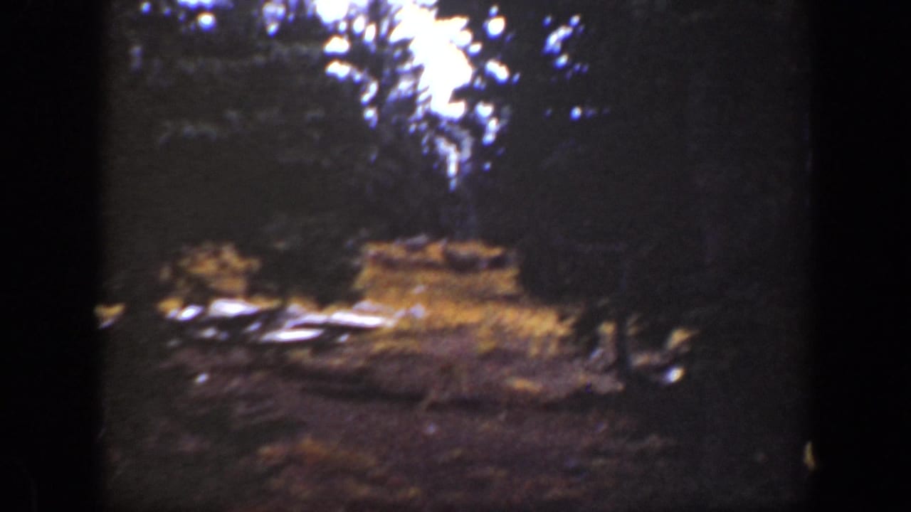 Dark trees frame a sunlit wooded clearing with distant deer-like shapes.