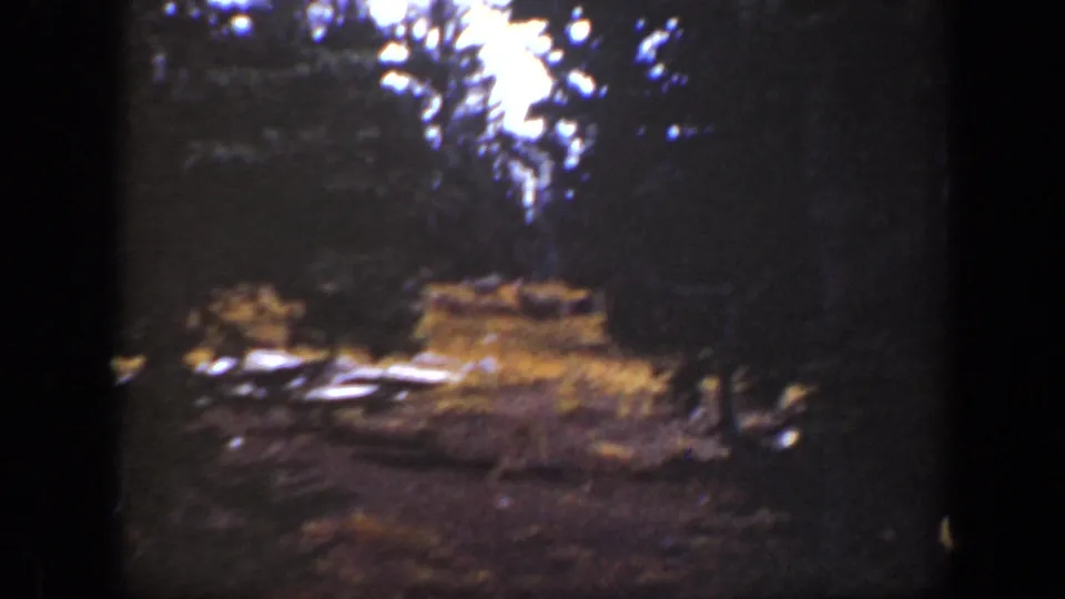 1938 California 8mm frame showing a wooded clearing viewed through dark evergreen trunks, with possible deer in the distance.