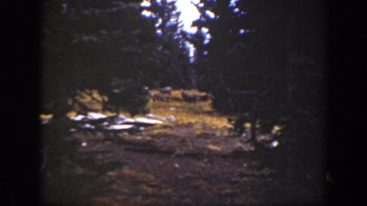 A soft 8mm view of a California wooded area, with dark trees in front and a bright clearing beyond.