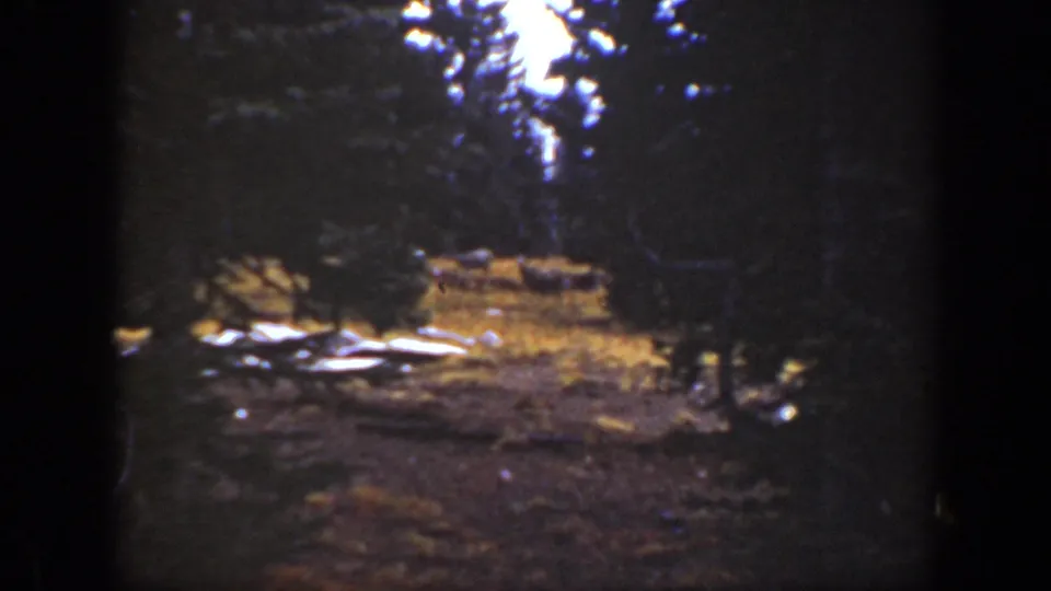 A soft 8mm view of a California wooded area, with dark trees in front and a bright clearing beyond.