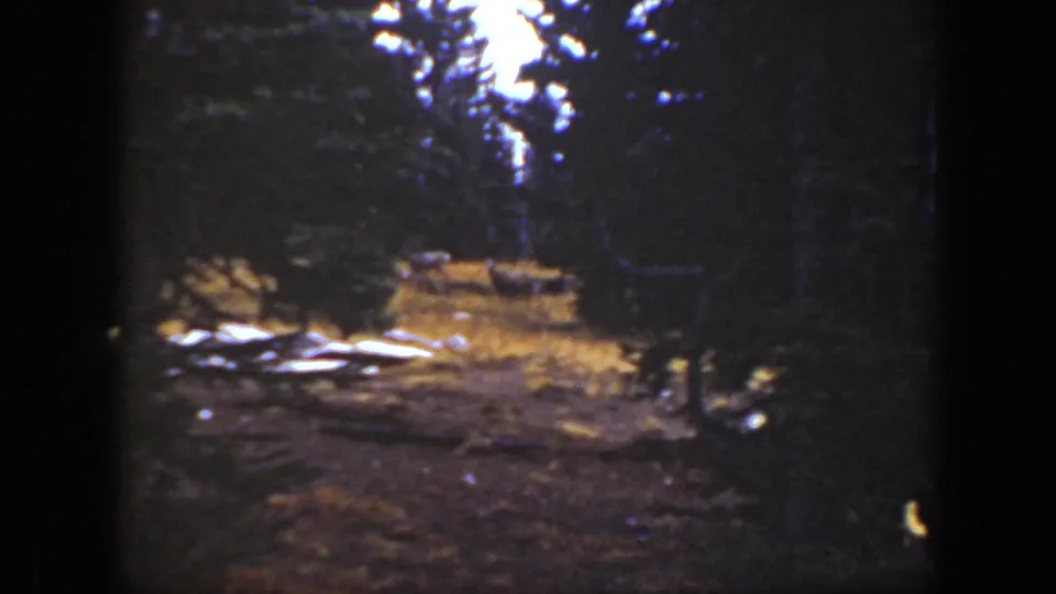 1938 home-movie frame looking through a dark forest edge toward a sunlit clearing with possible deer in the distance.