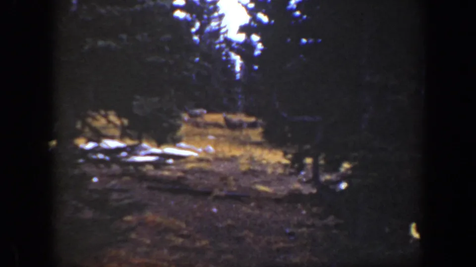 A California 8mm frame from 1938 showing a dark forest foreground and a sunlit clearing, with wildlife shapes only faintly visible.